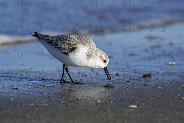 Sanderling