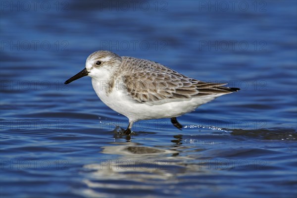 Sanderling