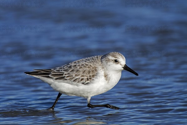 Sanderling