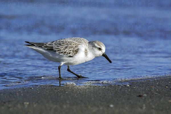 Sanderling