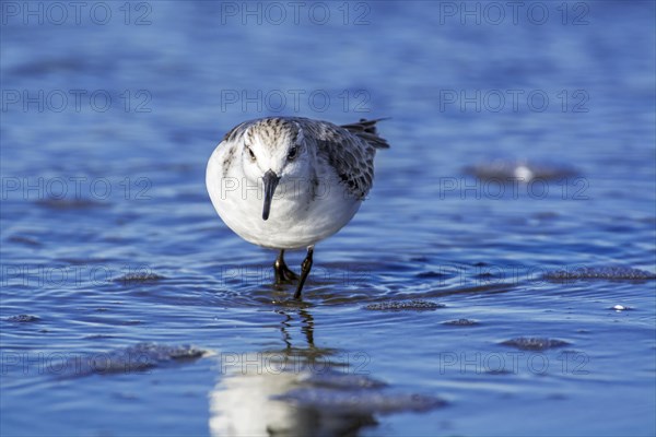 Sanderling