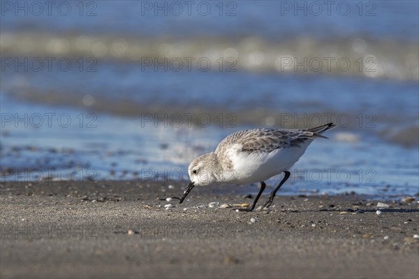 Sanderling