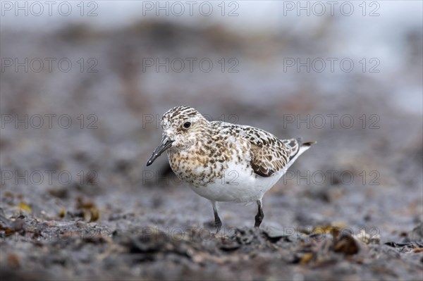 Sanderling