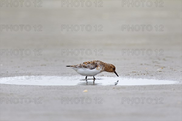 Sanderling