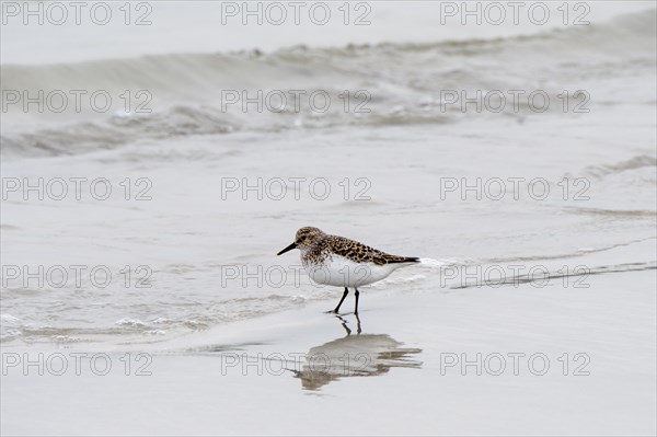 Sanderling