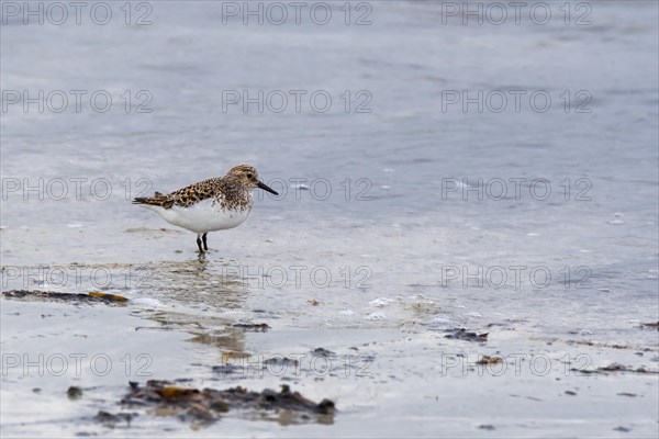 Sanderling