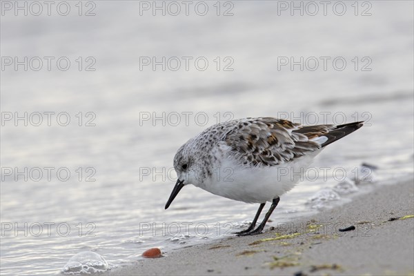 Sanderling