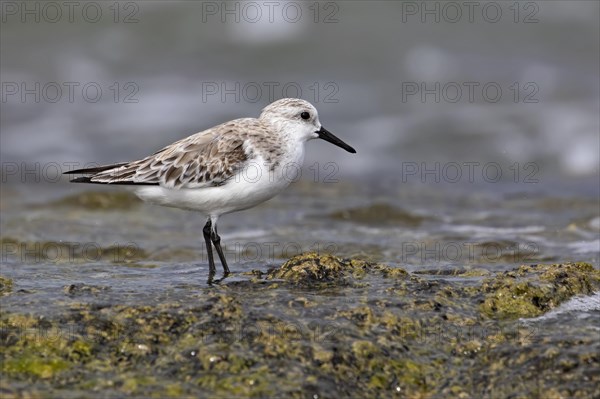 Sanderling