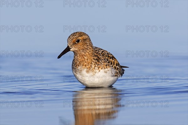 Sanderling