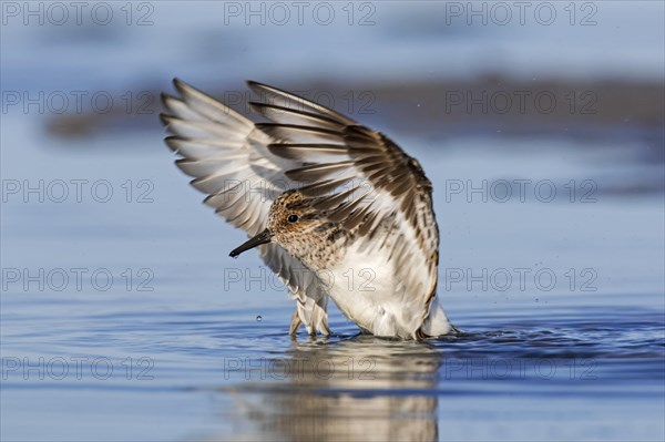 Sanderling