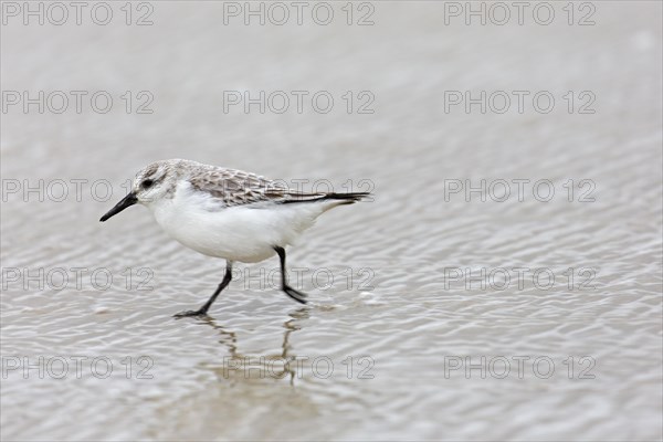 Sanderling