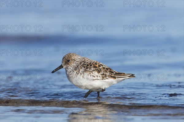 Sanderling