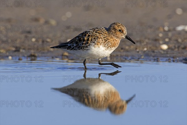 Sanderling