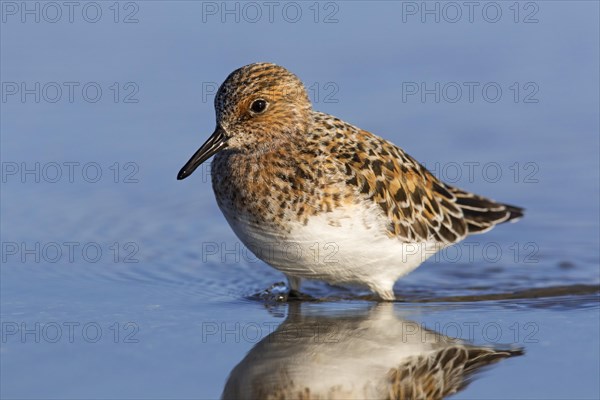 Sanderling