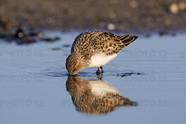 Sanderling