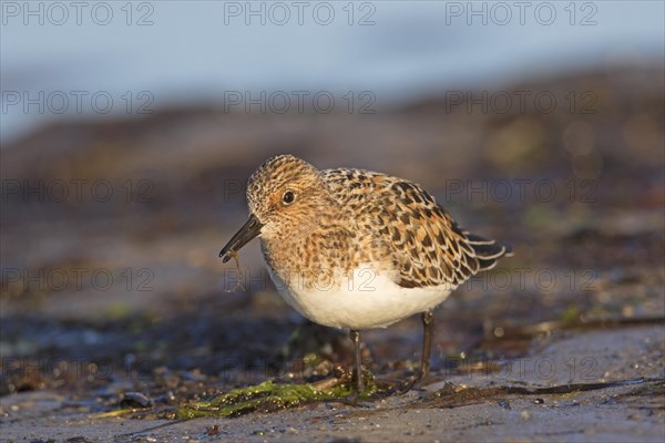 Sanderling