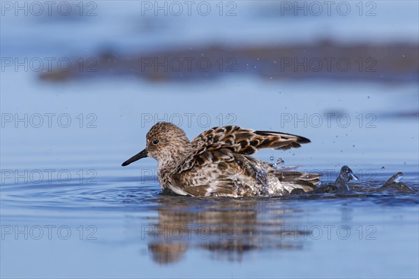 Sanderling