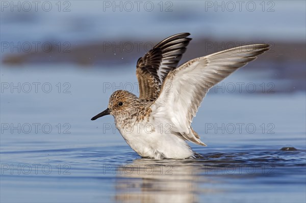 Sanderling