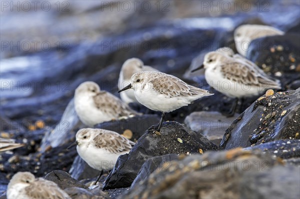 Flock of sanderlings