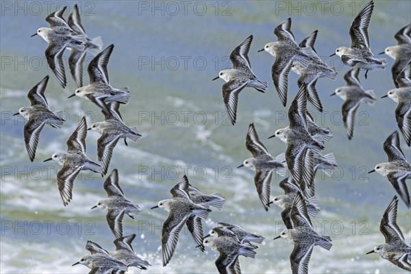 Flock of sanderlings
