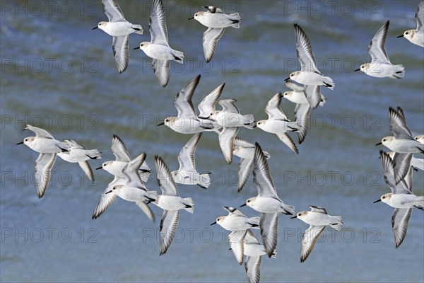 Flock of sanderlings