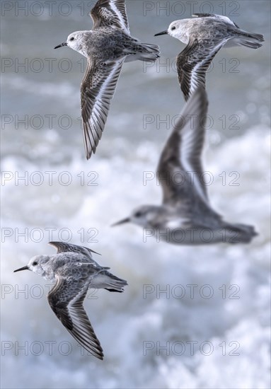 Flock of sanderlings