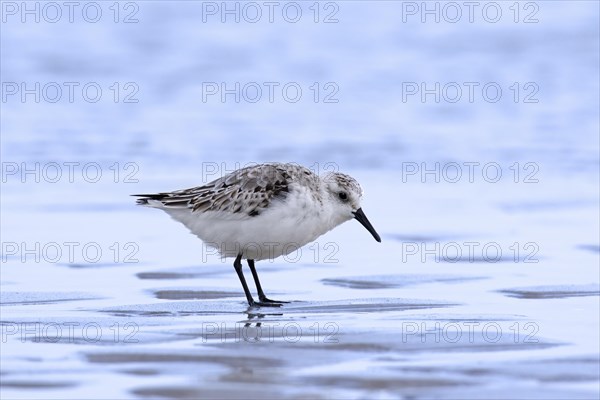 Sanderling