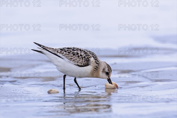 Sanderling