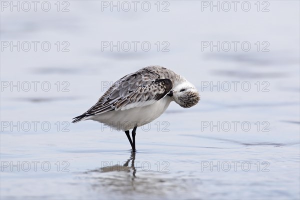 Sanderling