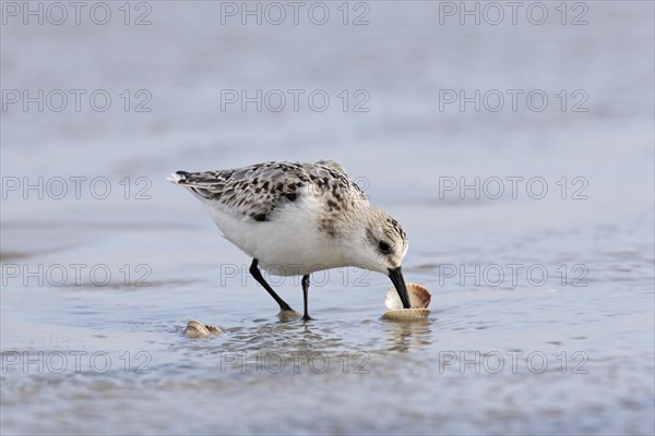 Sanderling