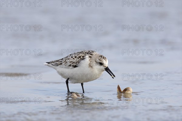 Sanderling