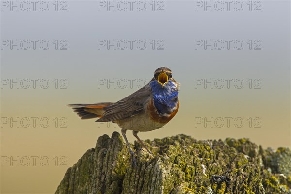 White-spotted bluethroat