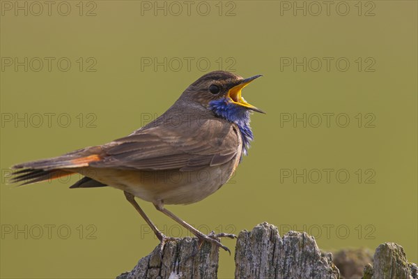 White-spotted bluethroat