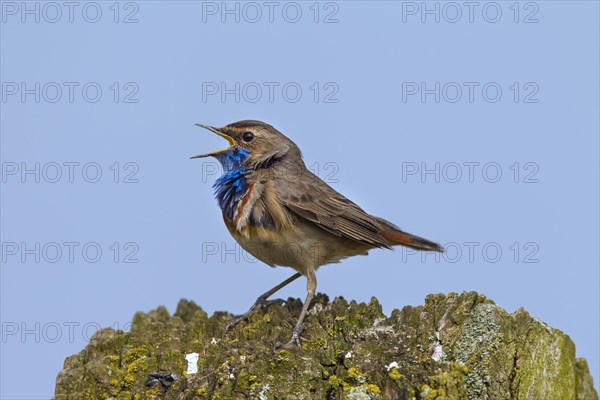 White-spotted bluethroat