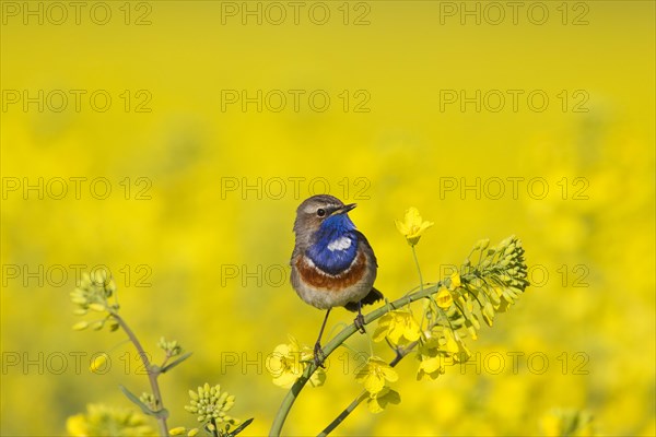 White-spotted bluethroat