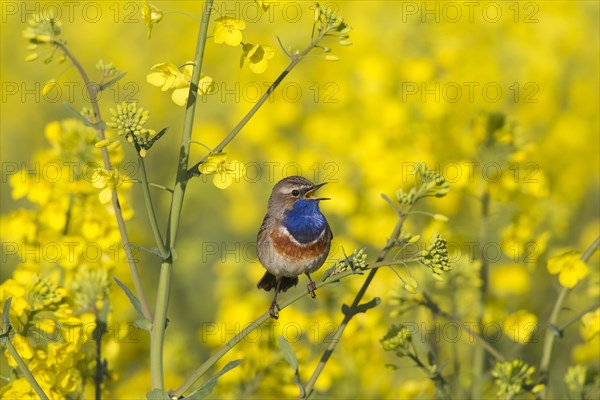 White-spotted bluethroat