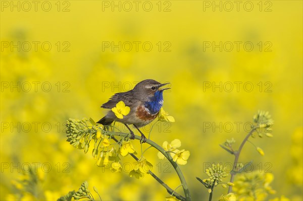 White-spotted bluethroat