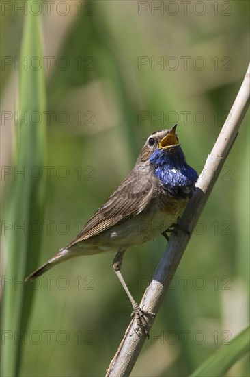 White-spotted bluethroat