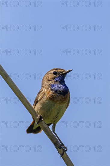 White-spotted bluethroat