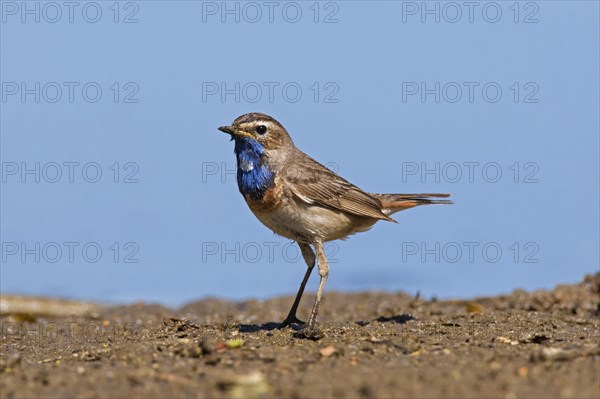 White-spotted bluethroat