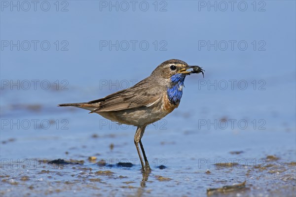 White-spotted bluethroat