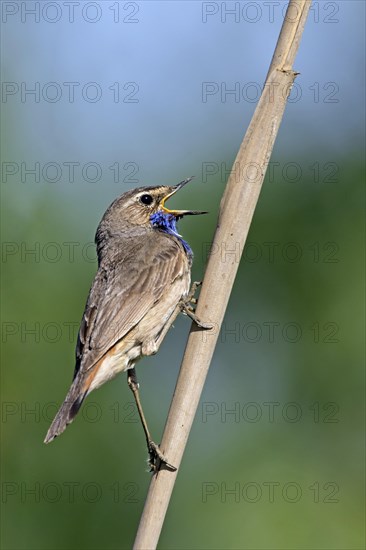 White-spotted bluethroat