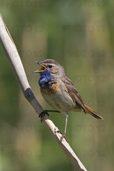 White-spotted bluethroat