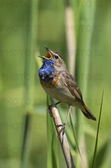 White-spotted bluethroat