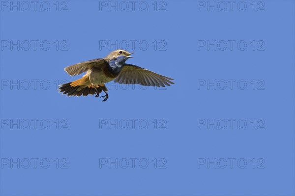 White-spotted bluethroat