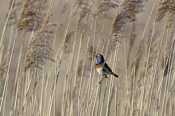 White-spotted bluethroat