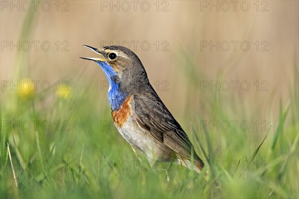 White-spotted bluethroat