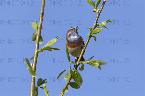 White-spotted bluethroat