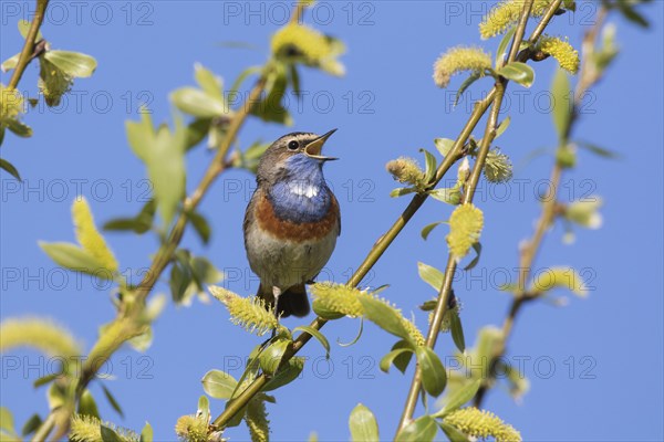 White-spotted bluethroat