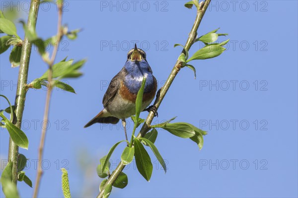 White-spotted bluethroat